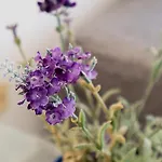 فيلة Casa Carob *