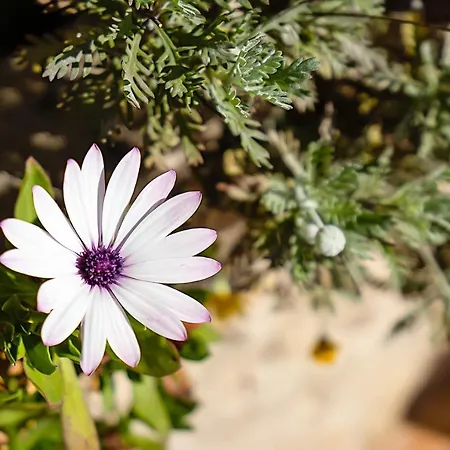 Casa Carob Villa Lagoa